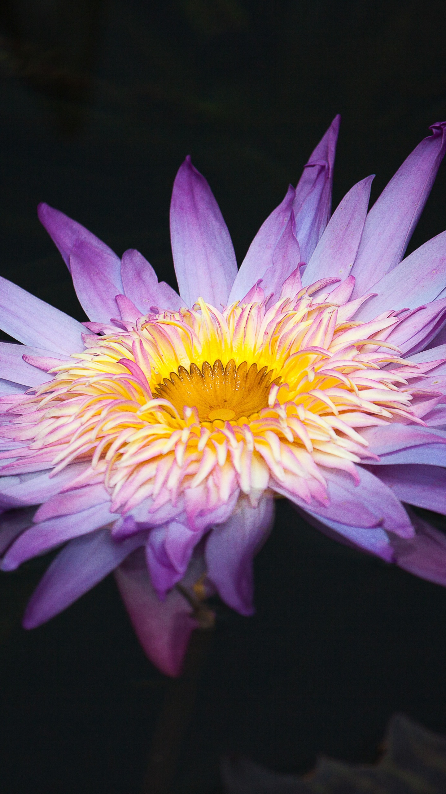 Purple and Yellow Flower in Close up Photography. Wallpaper in 1440x2560 Resolution