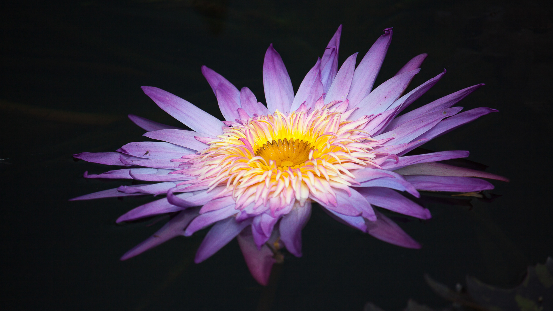 Purple and Yellow Flower in Close up Photography. Wallpaper in 1920x1080 Resolution