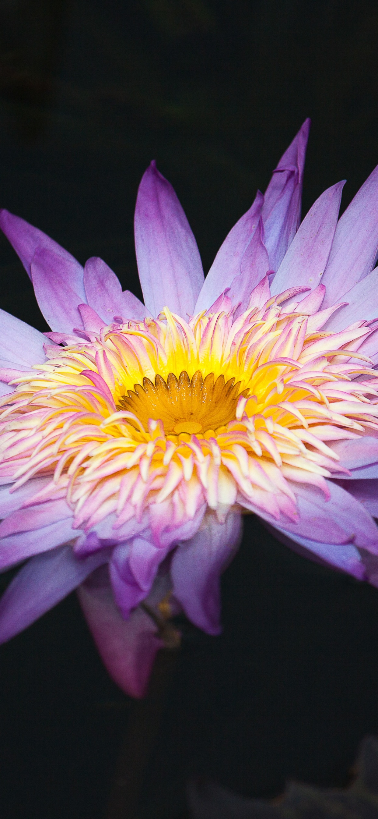 Flor Morada y Amarilla en Fotografía de Cerca. Wallpaper in 1242x2688 Resolution