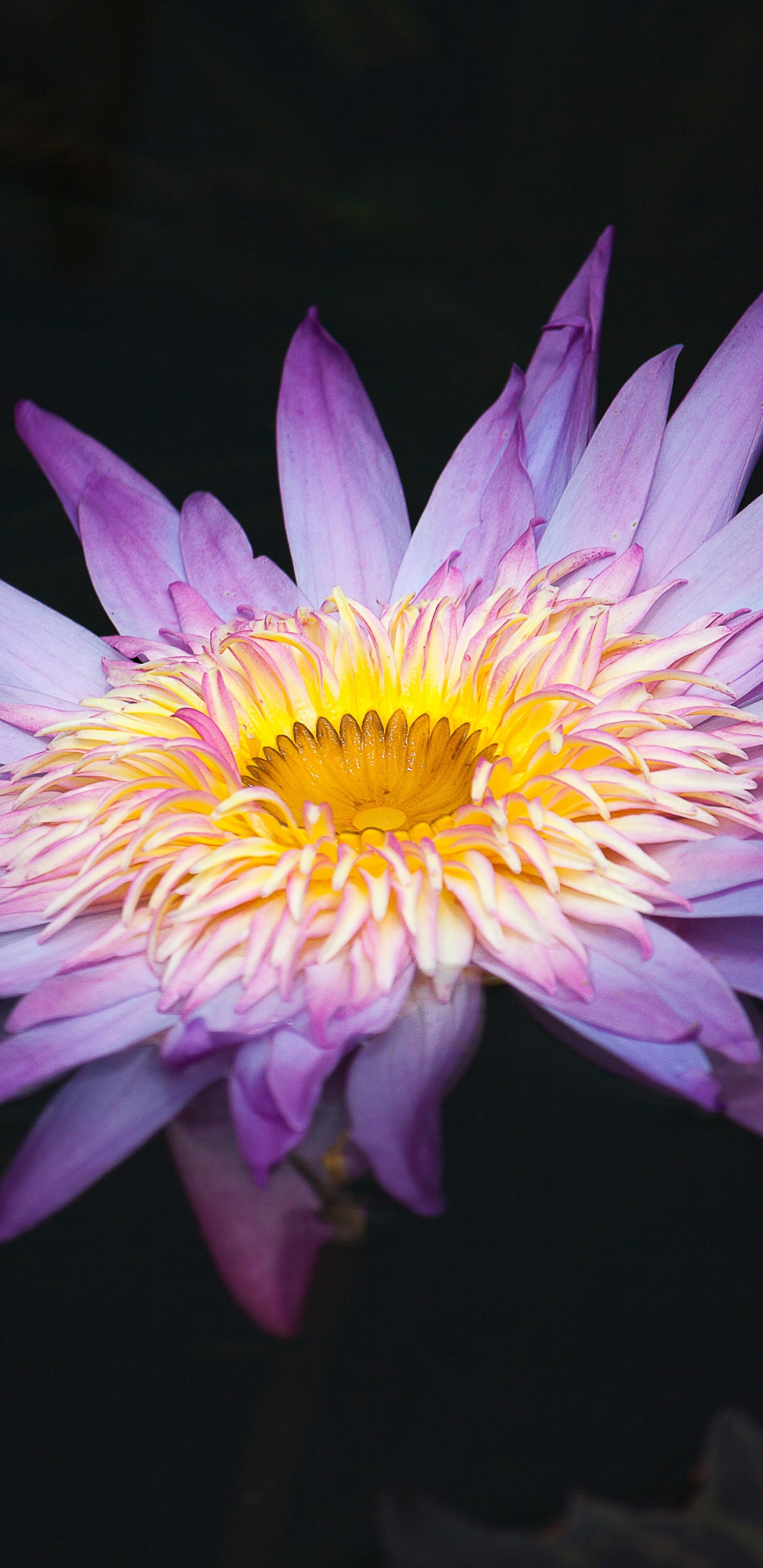 Fleur Violette et Jaune en Photographie Rapprochée. Wallpaper in 1440x2960 Resolution