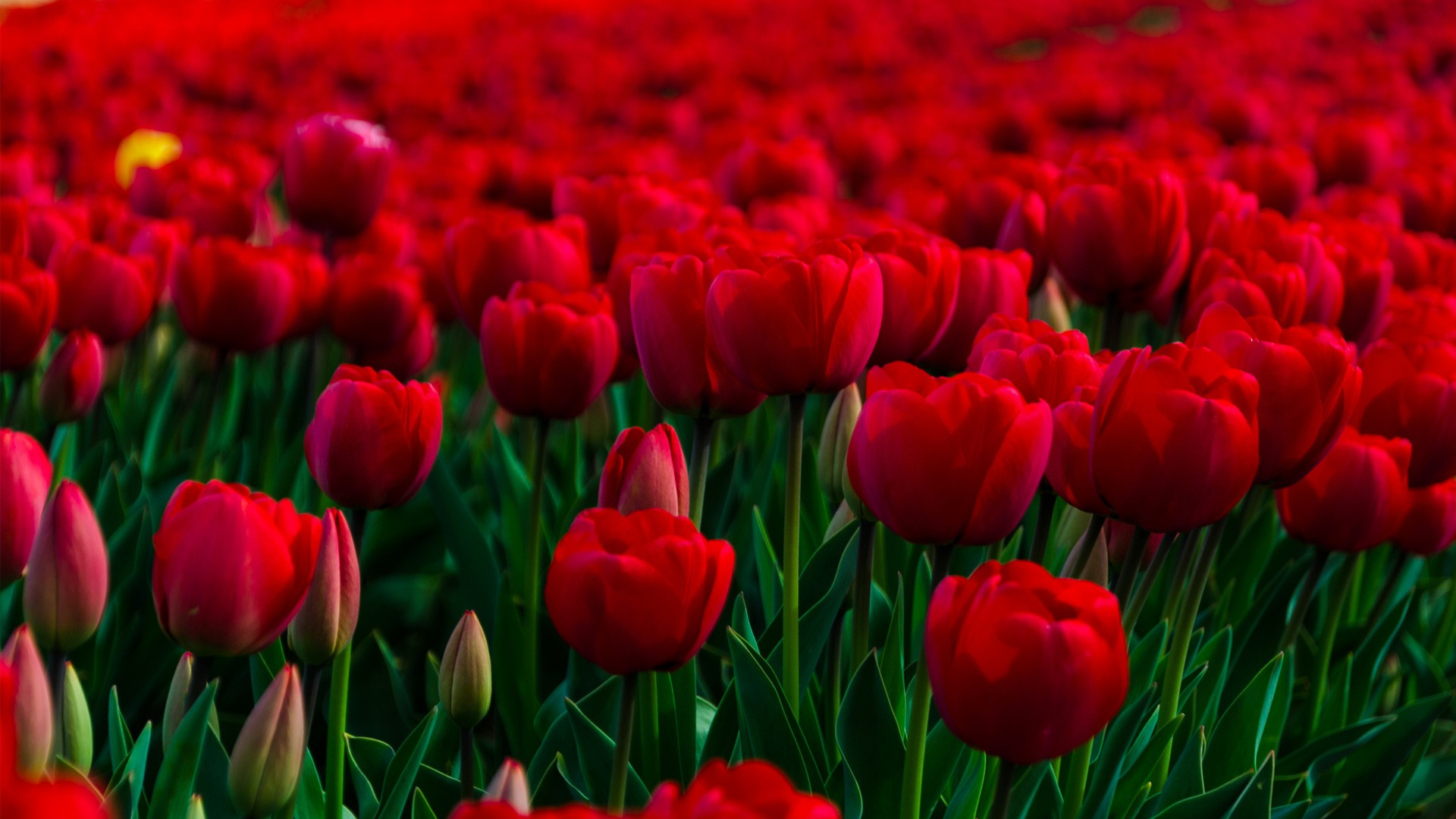 Tagsüber Rotes Tulpenfeld. Wallpaper in 1920x1080 Resolution