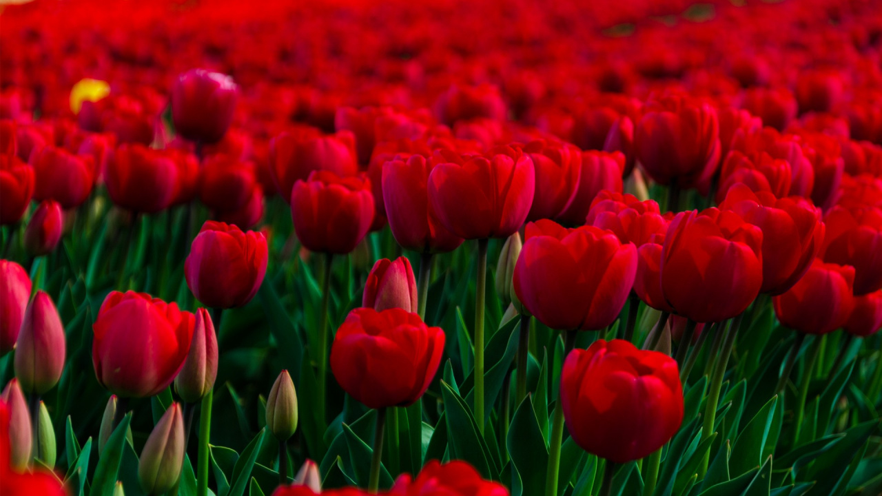Red Tulips Field During Daytime. Wallpaper in 1280x720 Resolution