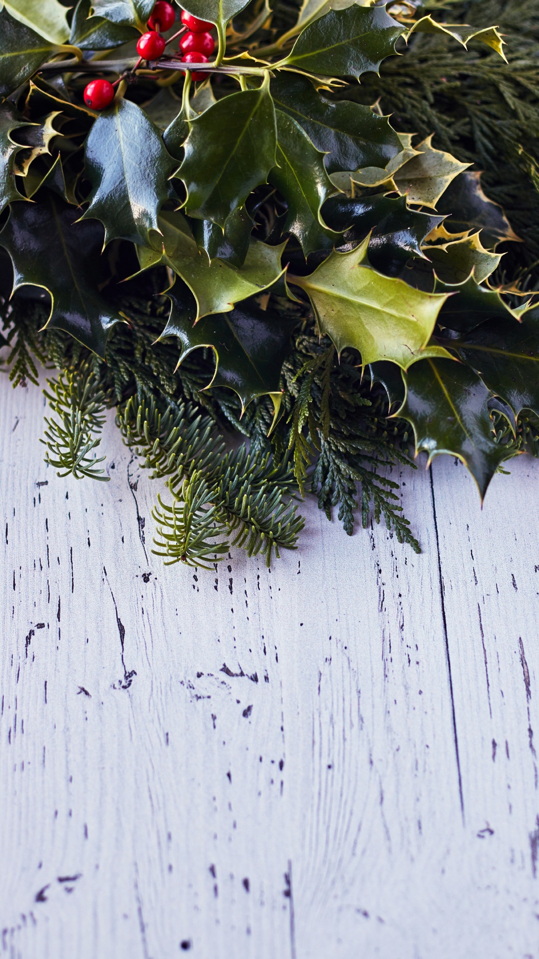 藤, Evergreen, Holly, 木, 树枝 壁纸 1080x1920 允许