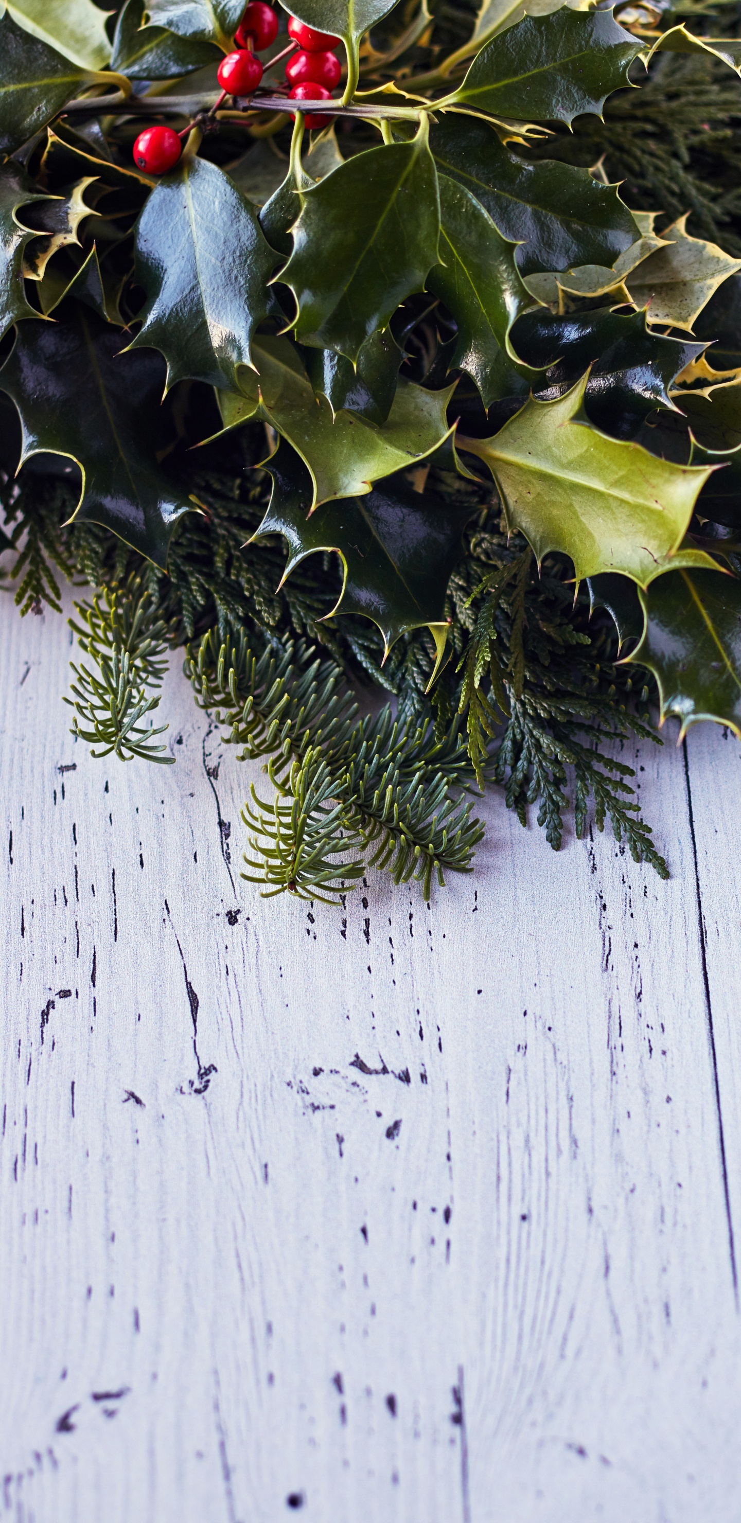 藤, Evergreen, Holly, 木, 树枝 壁纸 1440x2960 允许