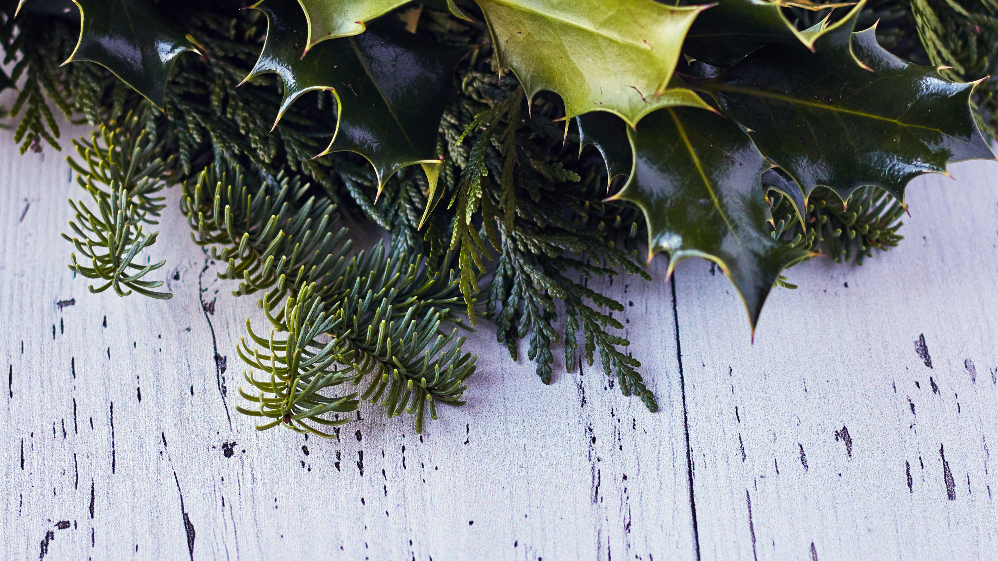 藤, Evergreen, Holly, 木, 树枝 壁纸 3840x2160 允许