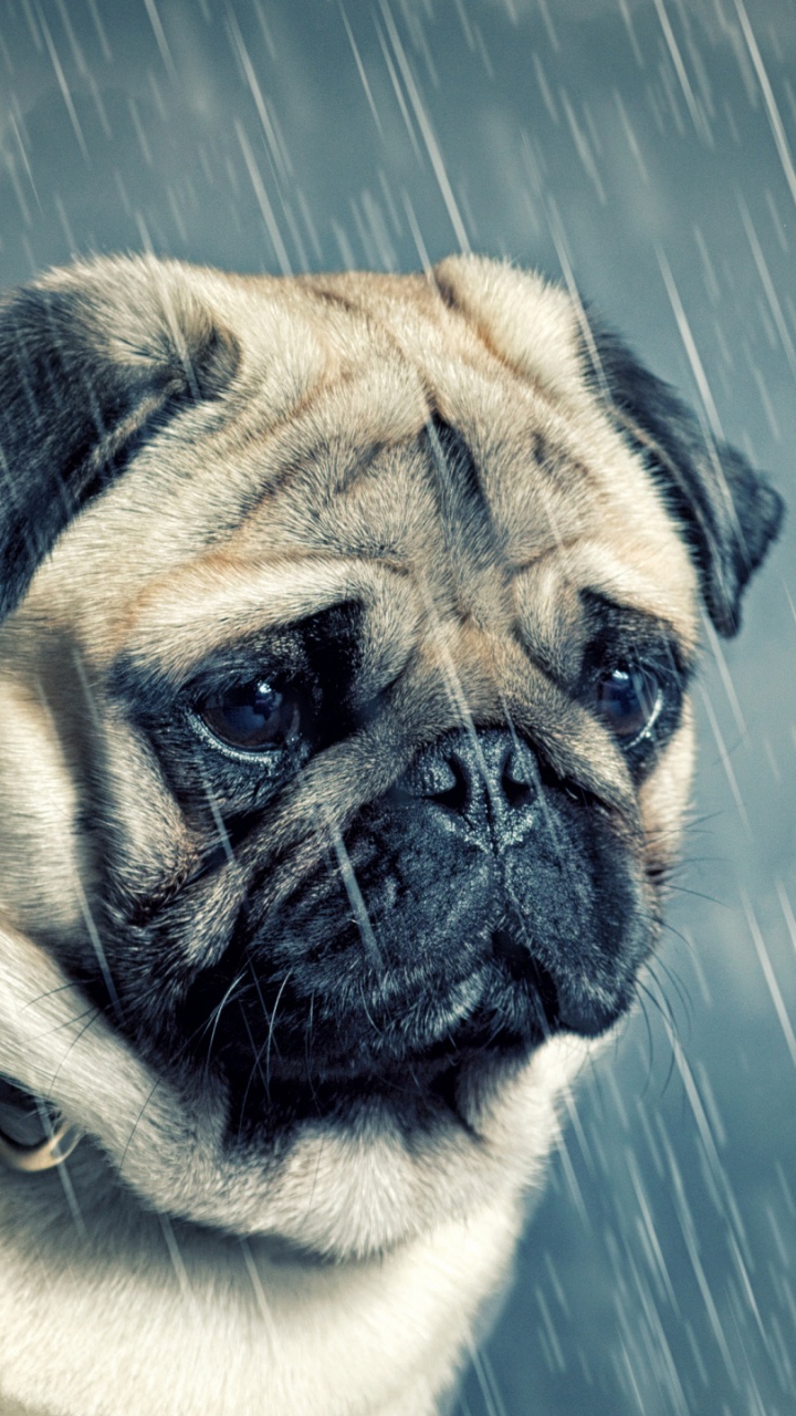 Pug, Puggle, Puppy, Head, Dog. Wallpaper in 720x1280 Resolution