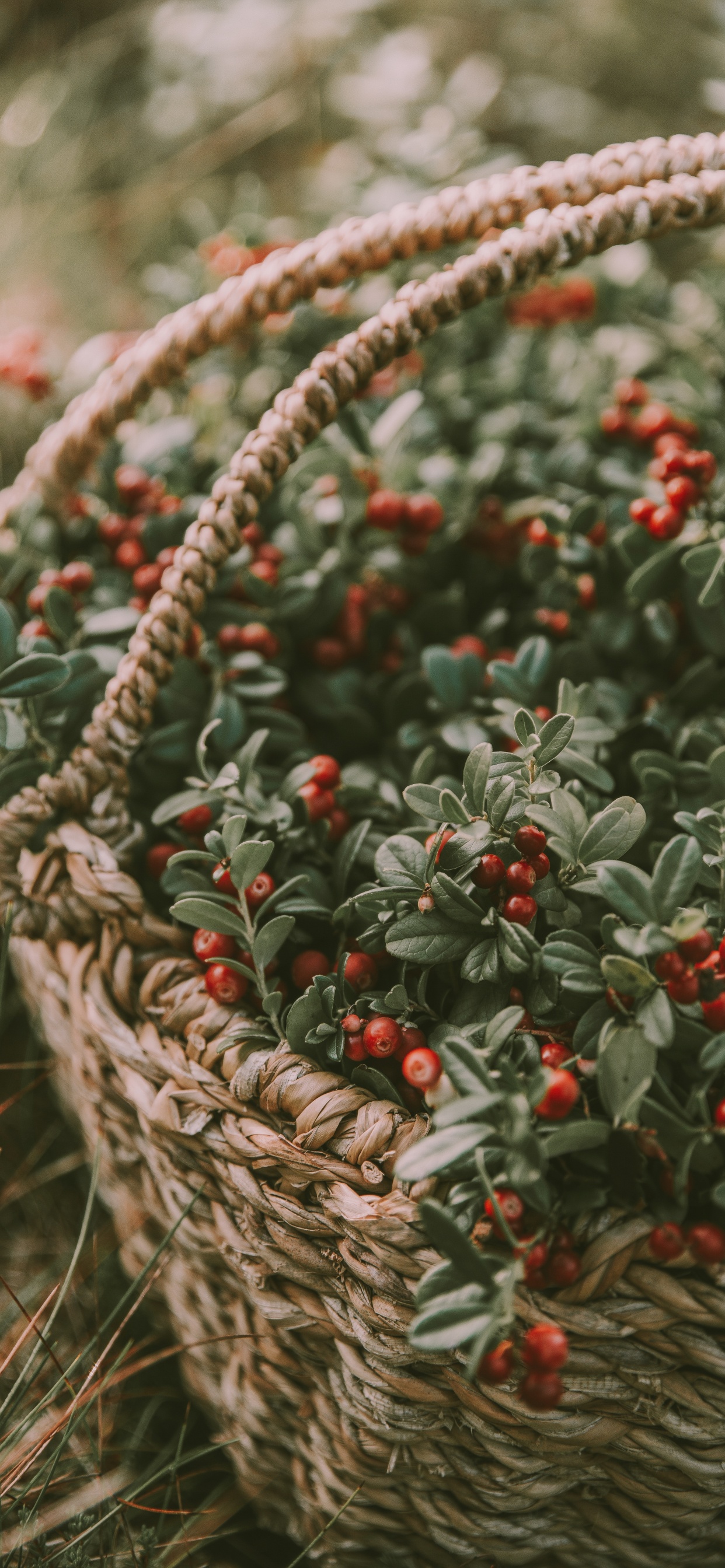 Red and Green Round Fruits in Brown Woven Basket. Wallpaper in 1242x2688 Resolution