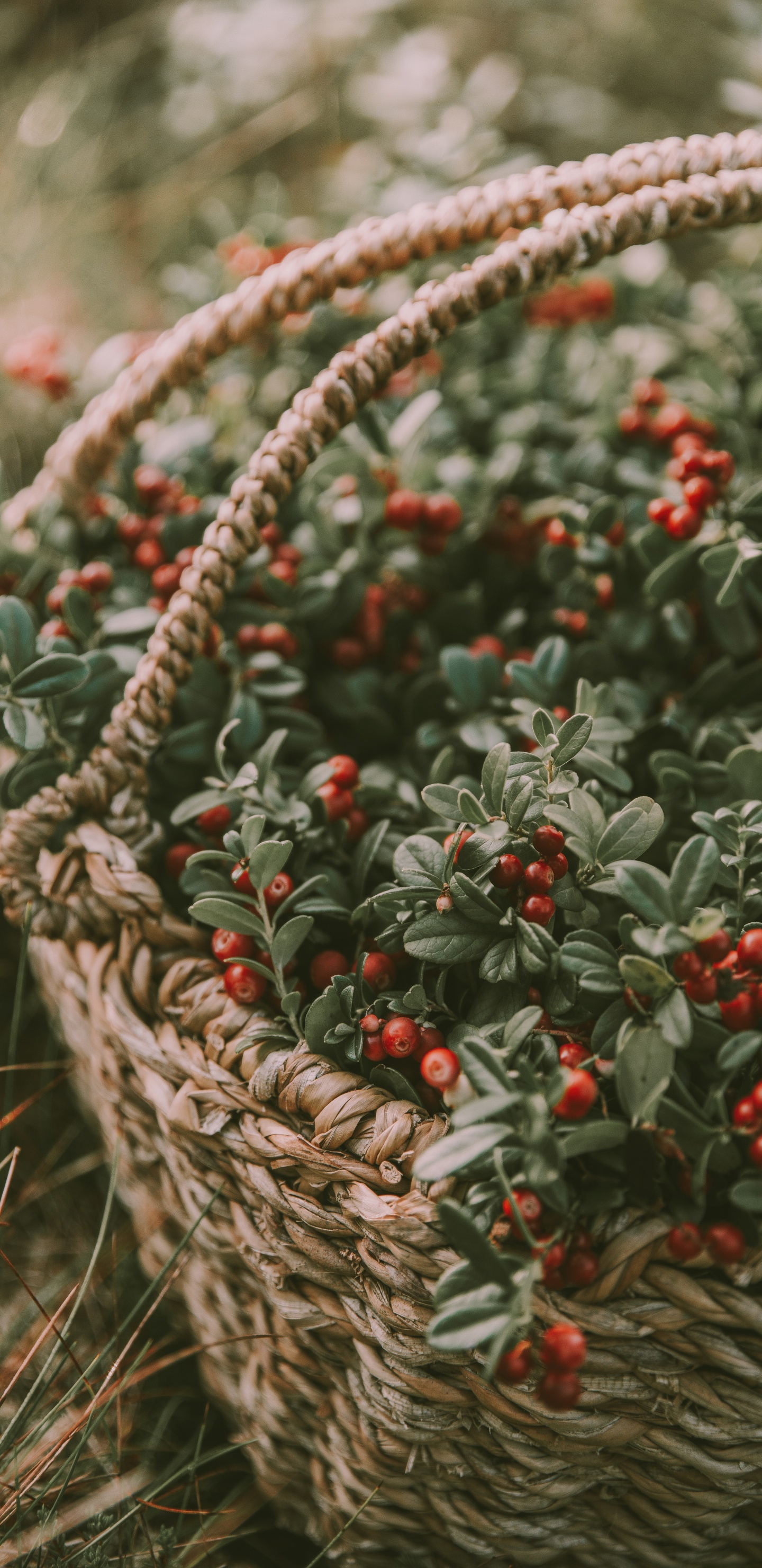 Red and Green Round Fruits in Brown Woven Basket. Wallpaper in 1440x2960 Resolution