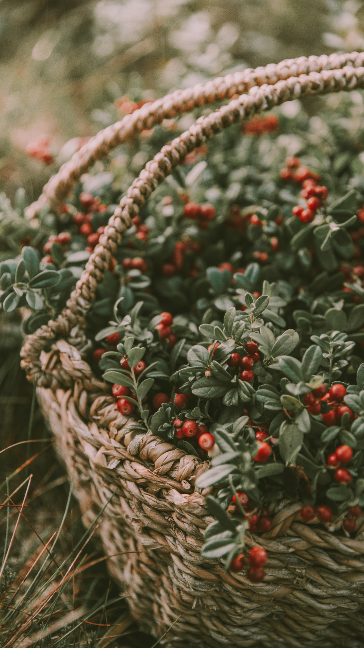 Red and Green Round Fruits in Brown Woven Basket. Wallpaper in 750x1334 Resolution