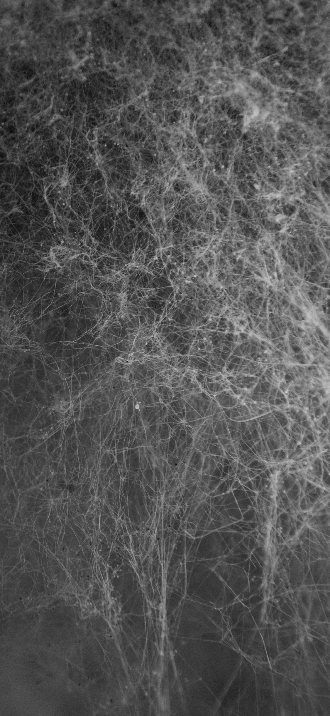 Photo en Niveaux de Gris du Sol Couvert de Neige. Wallpaper in 1125x2436 Resolution