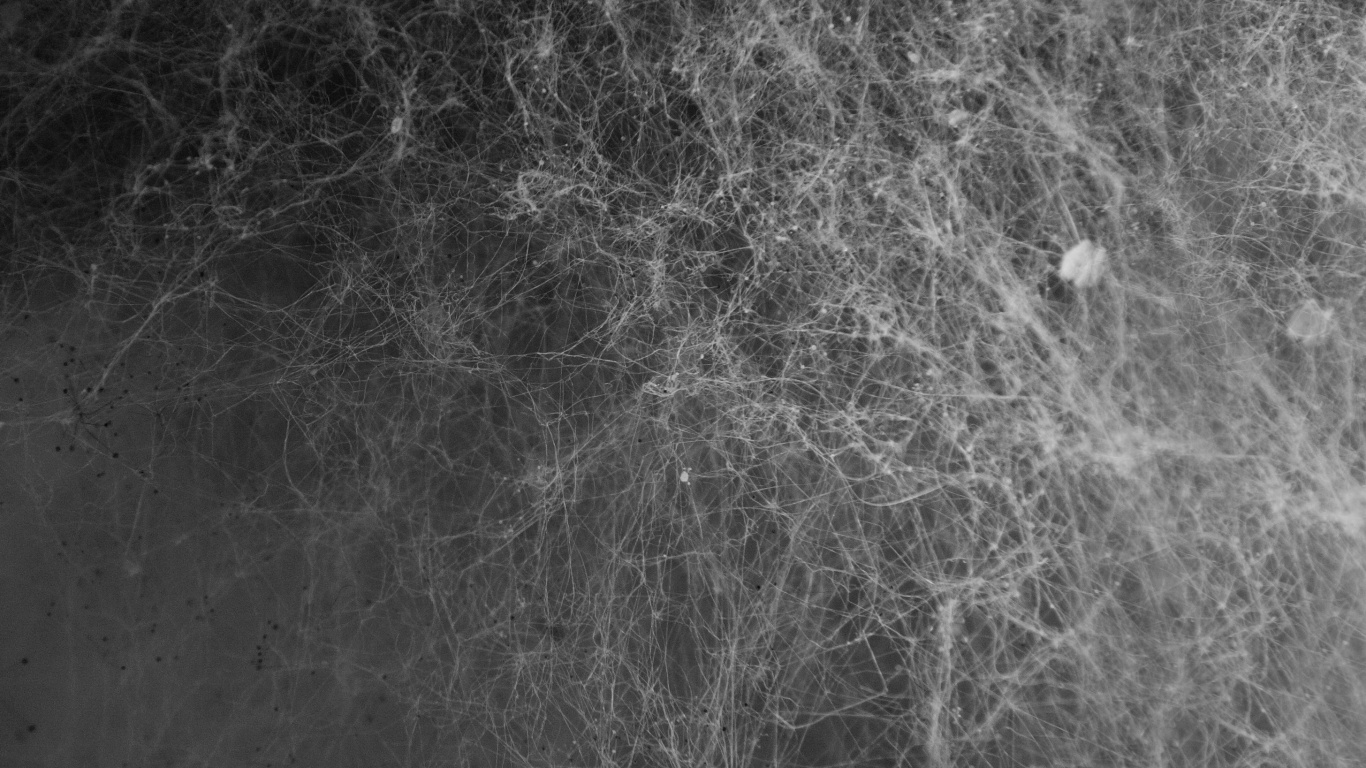 Photo en Niveaux de Gris du Sol Couvert de Neige. Wallpaper in 1366x768 Resolution