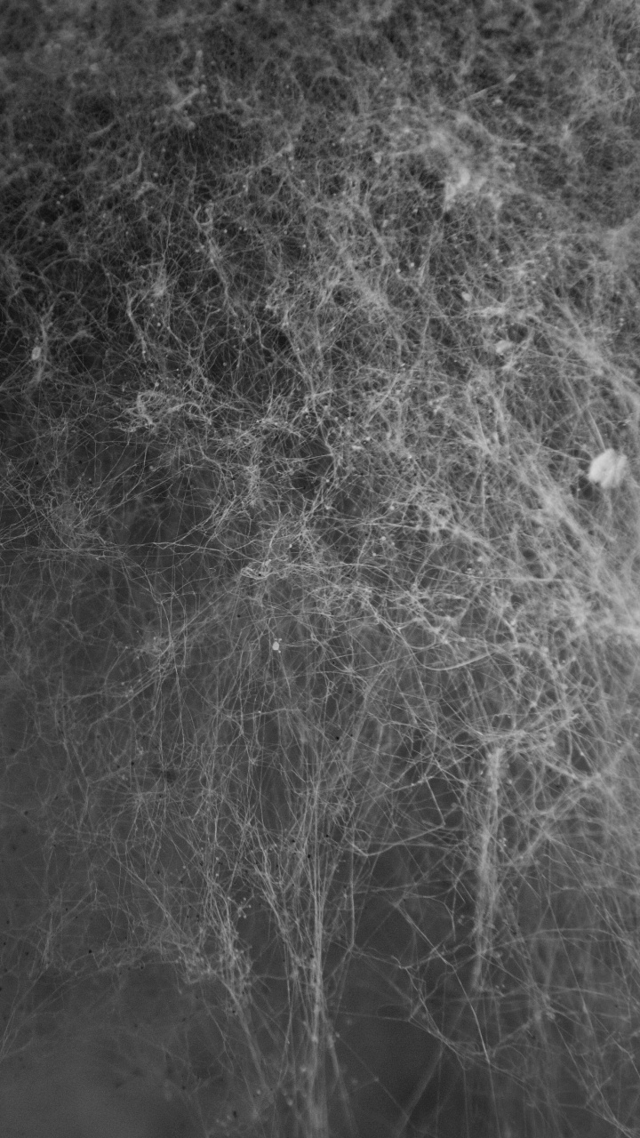 Graustufenfoto Von Schneebedecktem Boden. Wallpaper in 720x1280 Resolution