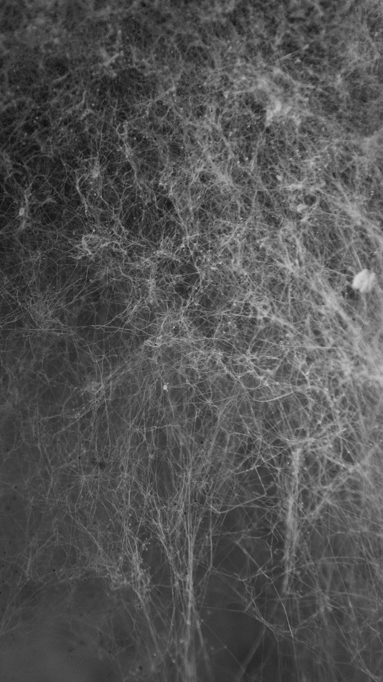 Graustufenfoto Von Schneebedecktem Boden. Wallpaper in 750x1334 Resolution