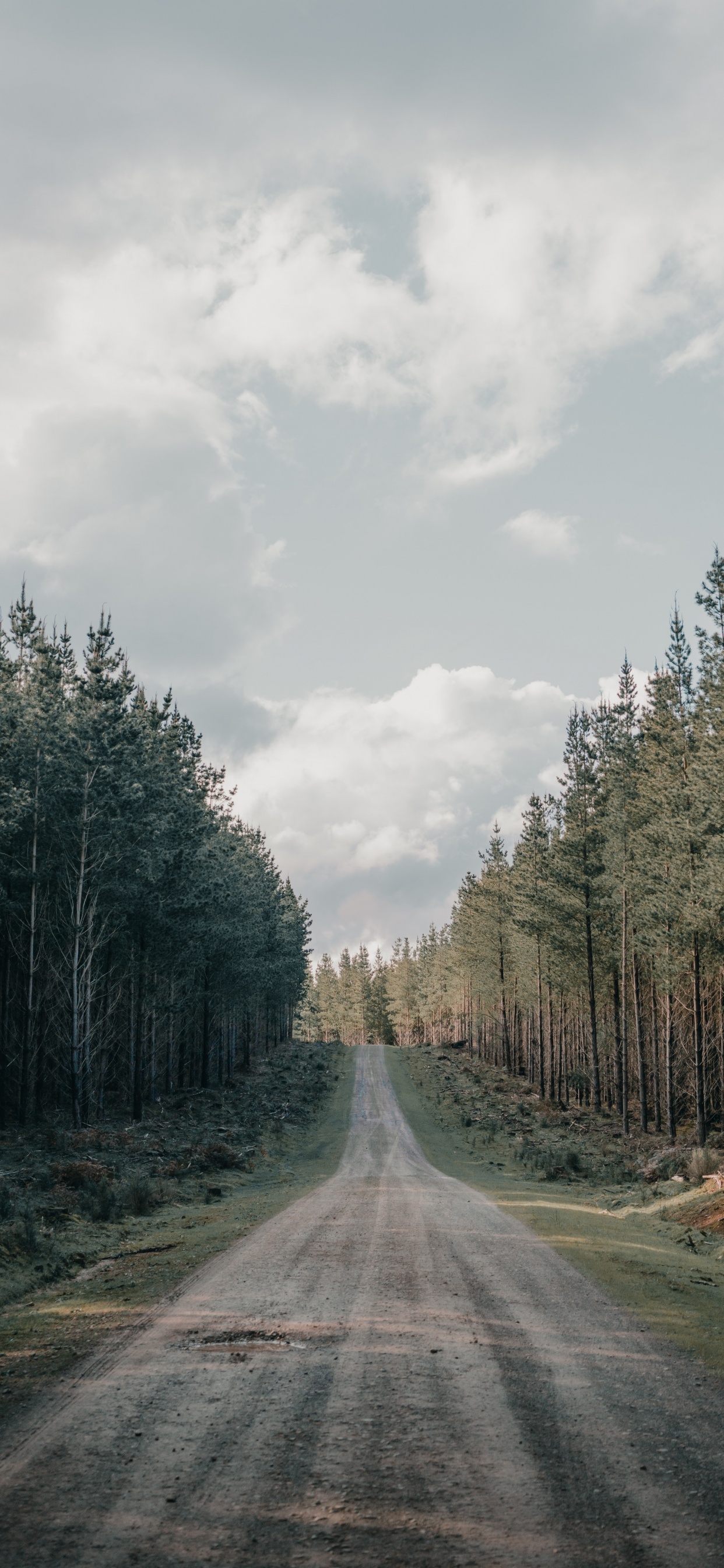 Tree, Road Surface, Dirt Road, Road, Lane. Wallpaper in 1242x2688 Resolution