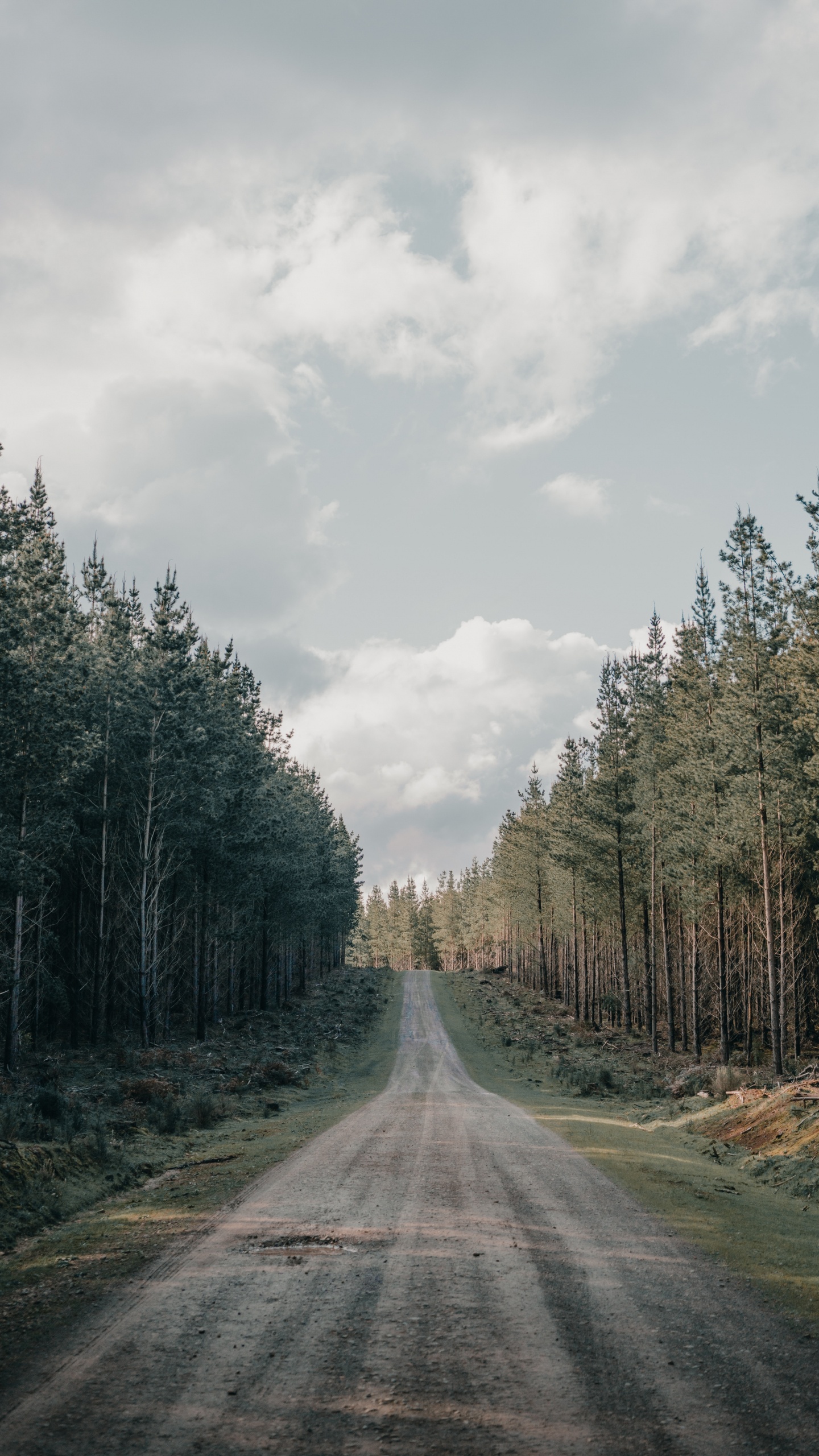 Baum, Fahrbahn, Feldweg, Road, Naturlandschaft. Wallpaper in 1440x2560 Resolution