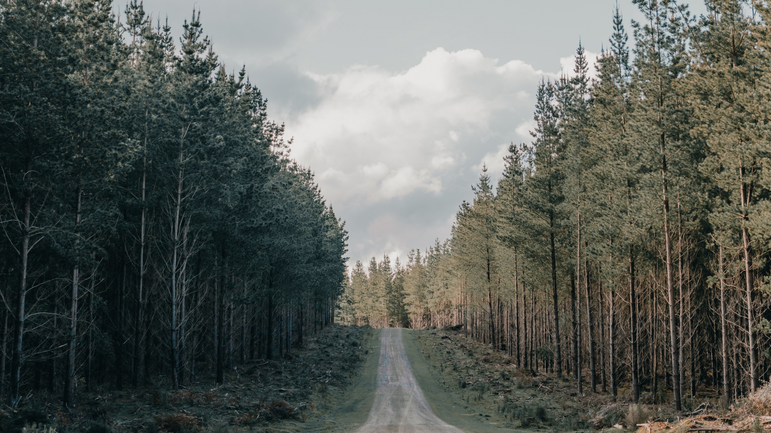 Baum, Fahrbahn, Feldweg, Road, Naturlandschaft. Wallpaper in 2560x1440 Resolution