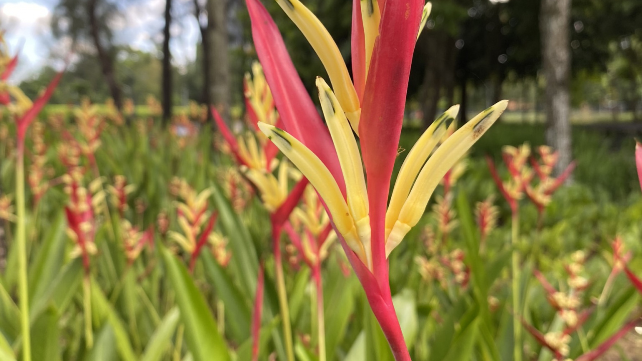 Flora, Crinum, Blühende Pflanze, Montbretia, Amaryllis. Wallpaper in 1280x720 Resolution