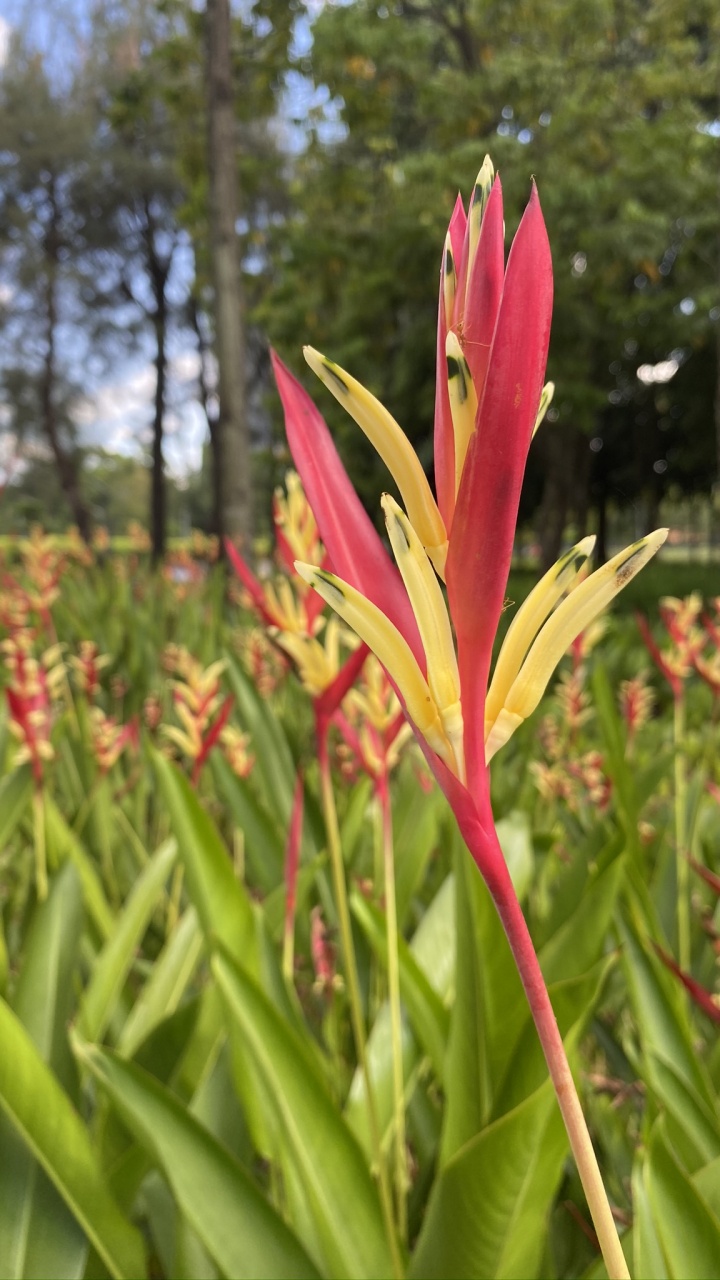 Flora, Crinum, la Floración de la Planta, Montbretia, Amarilis. Wallpaper in 720x1280 Resolution