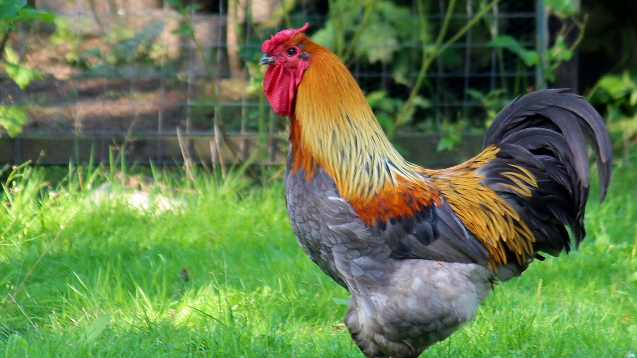 Brown and Black Rooster on Green Grass Field During Daytime. Wallpaper in 1280x720 Resolution