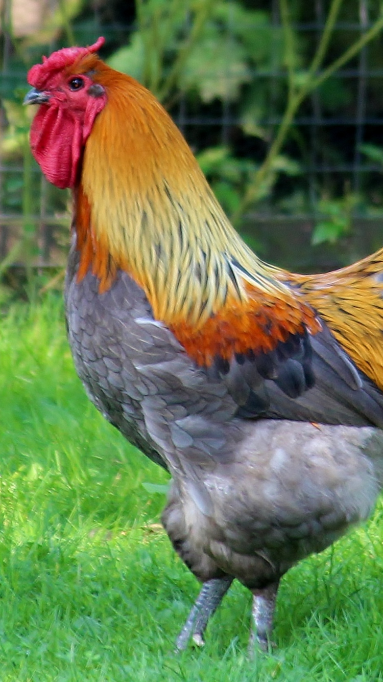 Coq Brun et Noir Sur Terrain D'herbe Verte Pendant la Journée. Wallpaper in 750x1334 Resolution