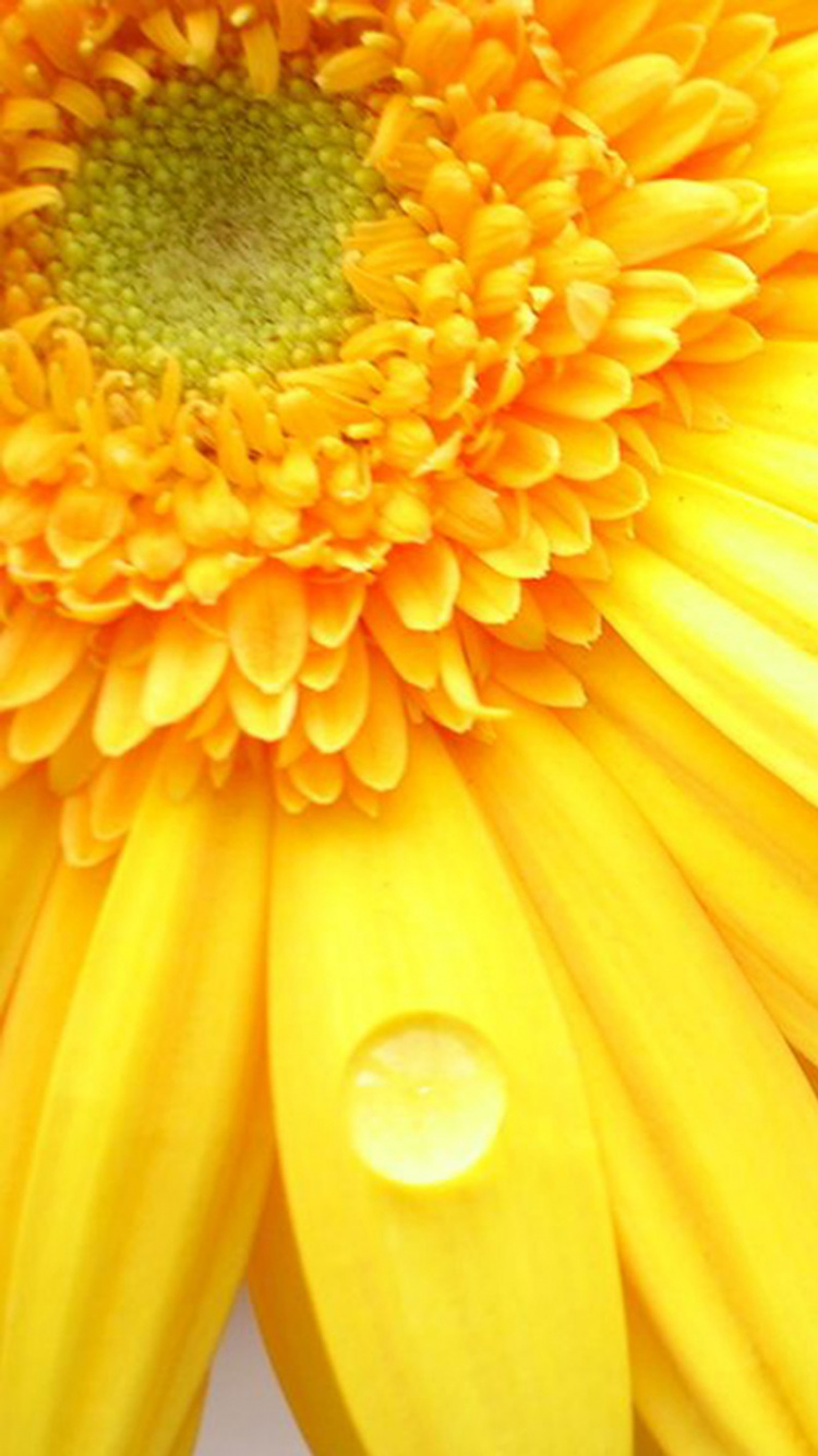 Yellow Flower in Close up Photography. Wallpaper in 750x1334 Resolution