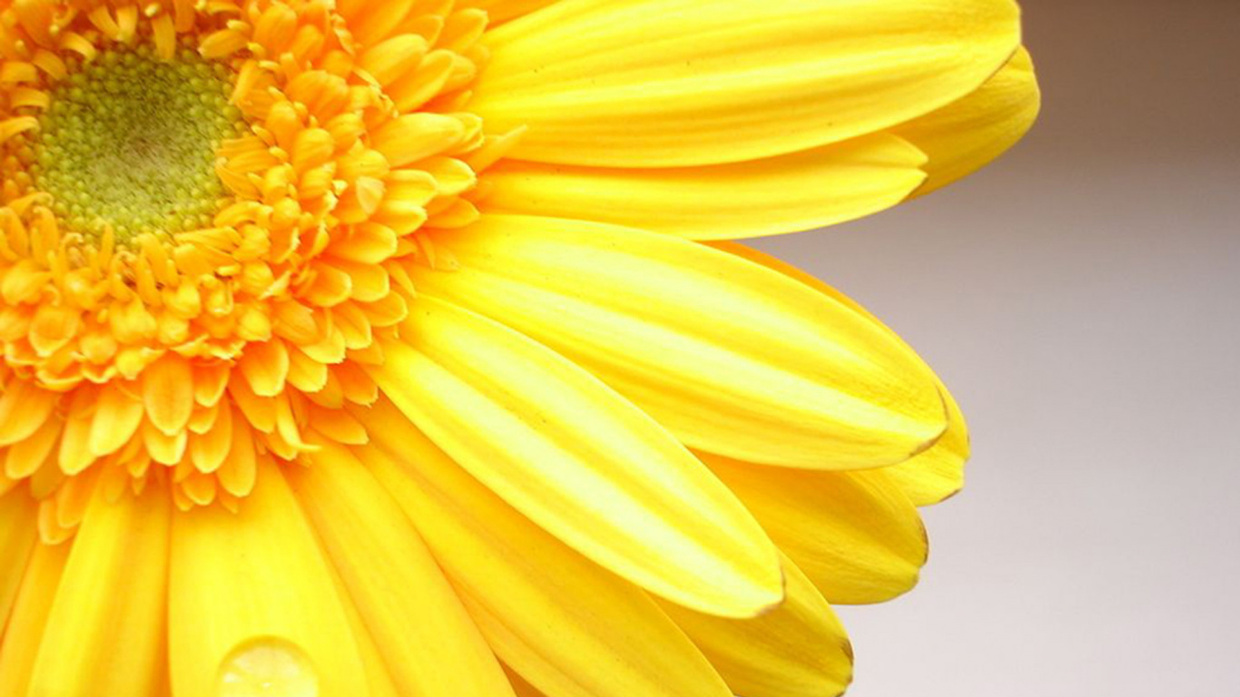 Fleur Jaune en Photographie Rapprochée. Wallpaper in 1366x768 Resolution