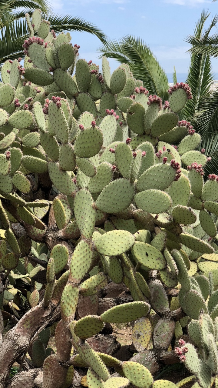 la Vegetación, Pera Espinosa Del Este, Cactus, Higo de Berbería, Bioma. Wallpaper in 720x1280 Resolution