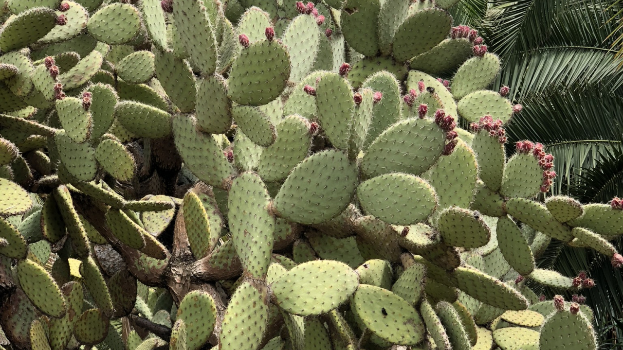 Vegetation, Eastern Prickly Pear, Cactus, Barbary Fig, Biome. Wallpaper in 1280x720 Resolution