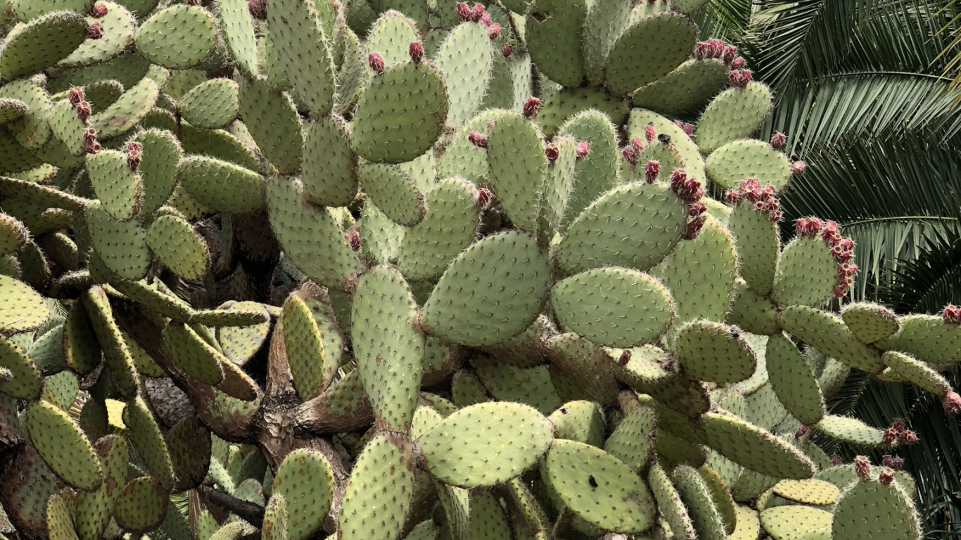 Vegetation, Eastern Prickly Pear, Cactus, Barbary Fig, Biome. Wallpaper in 1366x768 Resolution