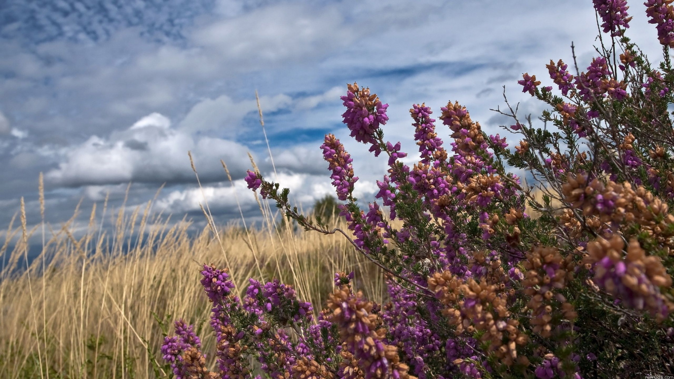 Purple Flowers Under Cloudy Sky During Daytime. Wallpaper in 1366x768 Resolution