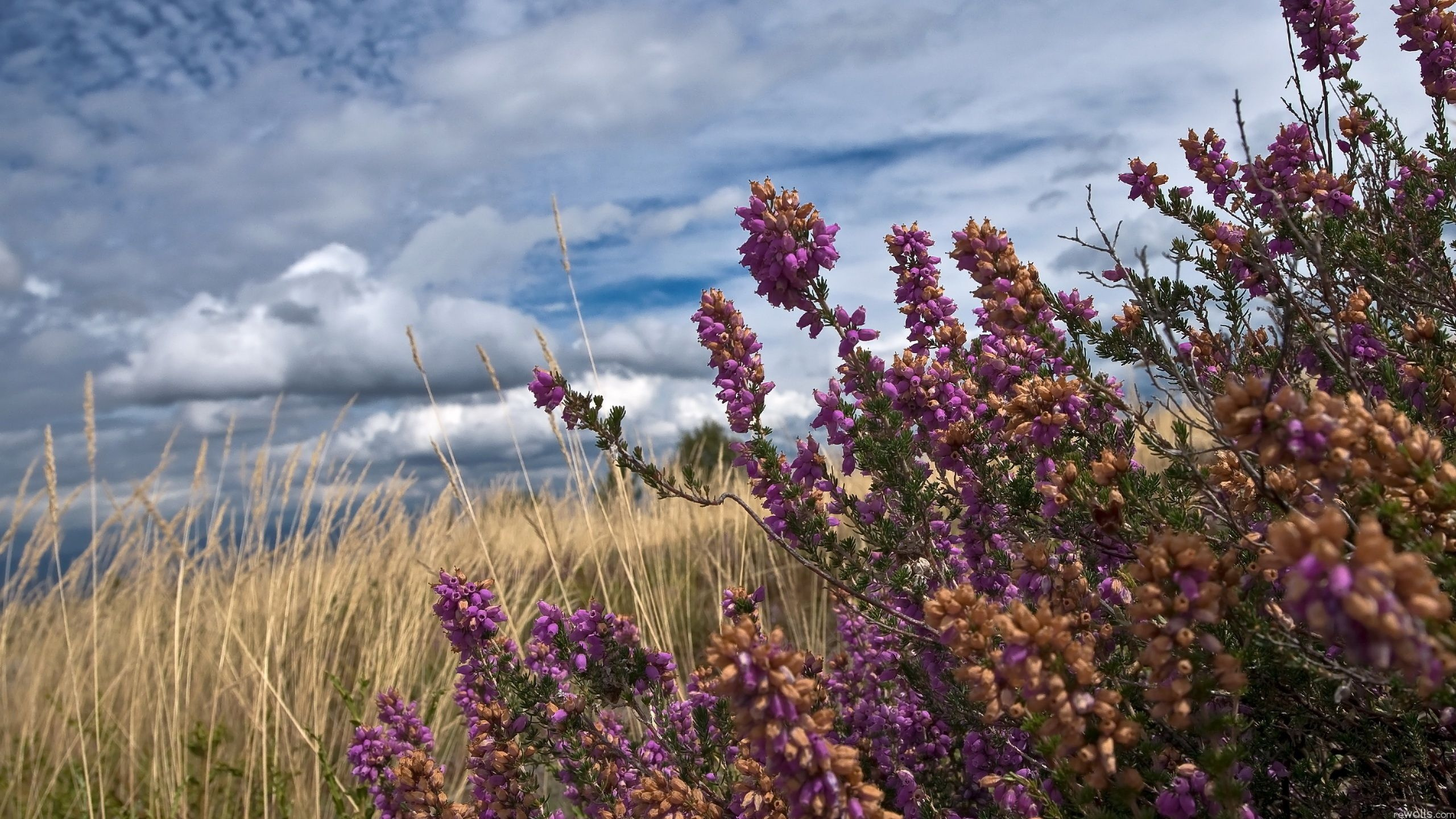 Purple Flowers Under Cloudy Sky During Daytime. Wallpaper in 2560x1440 Resolution
