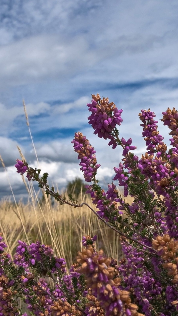 Purple Flowers Under Cloudy Sky During Daytime. Wallpaper in 720x1280 Resolution