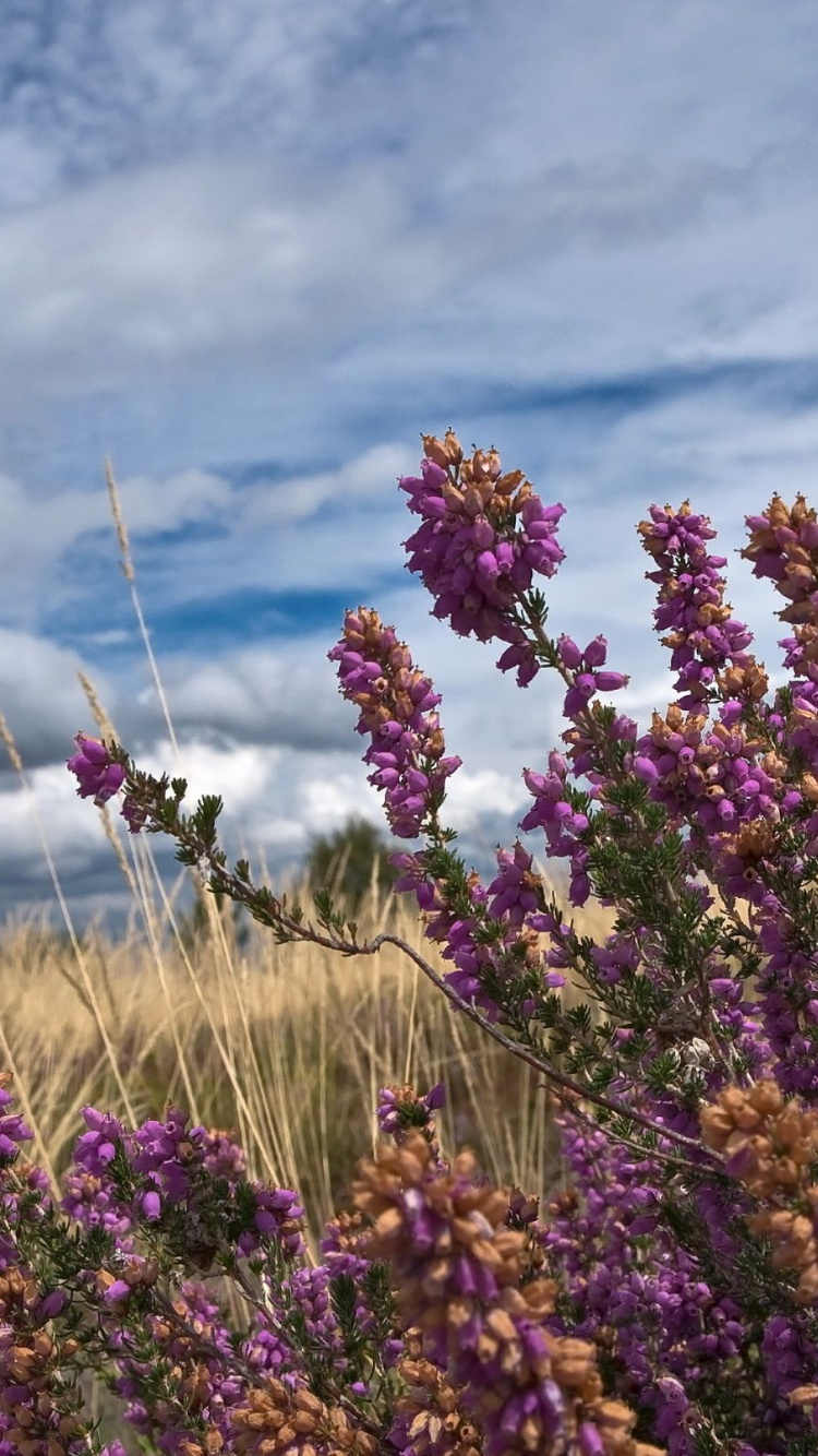 Purple Flowers Under Cloudy Sky During Daytime. Wallpaper in 750x1334 Resolution