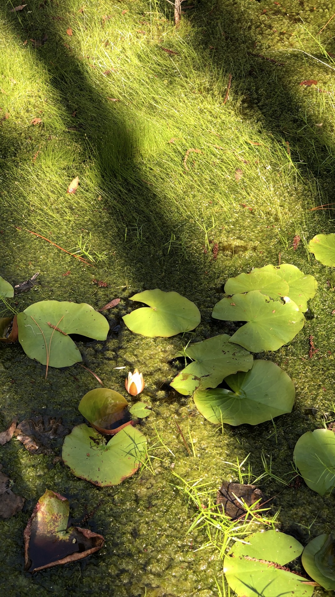 Vegetation, Biome, Blatt, Wissenschaft, Ökologie. Wallpaper in 1080x1920 Resolution