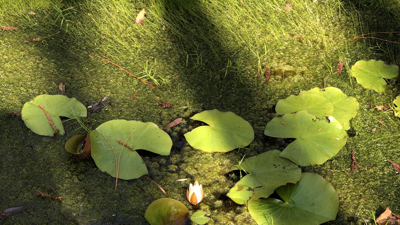 Végétation, Biome, Feuille, Sciences, Écologie. Wallpaper in 1366x768 Resolution