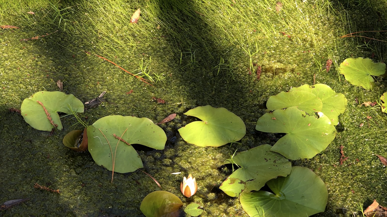 Vegetation, Biome, Leaf, Science, Ecology. Wallpaper in 1280x720 Resolution