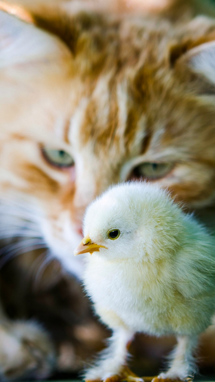 Chat Tigré Orange et Poussin Blanc. Wallpaper in 750x1334 Resolution