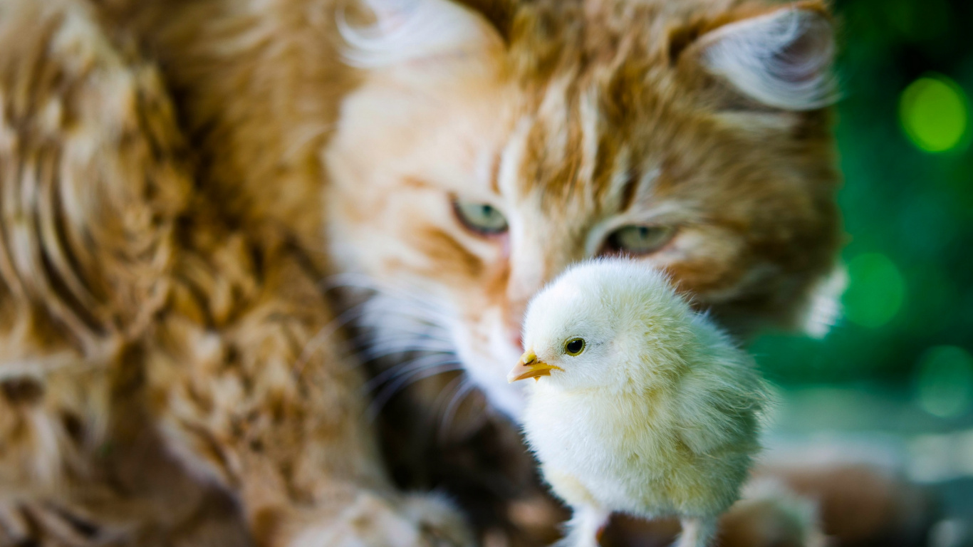 Orange Tabby Cat and White Chick. Wallpaper in 1366x768 Resolution
