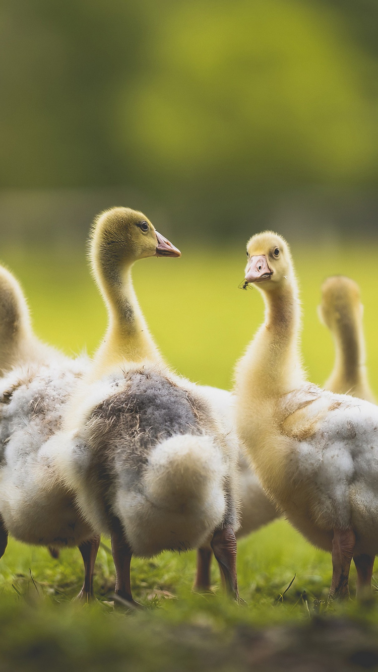 Ente, Birds, Vogel, Naturlandschaft, Grünland. Wallpaper in 750x1334 Resolution