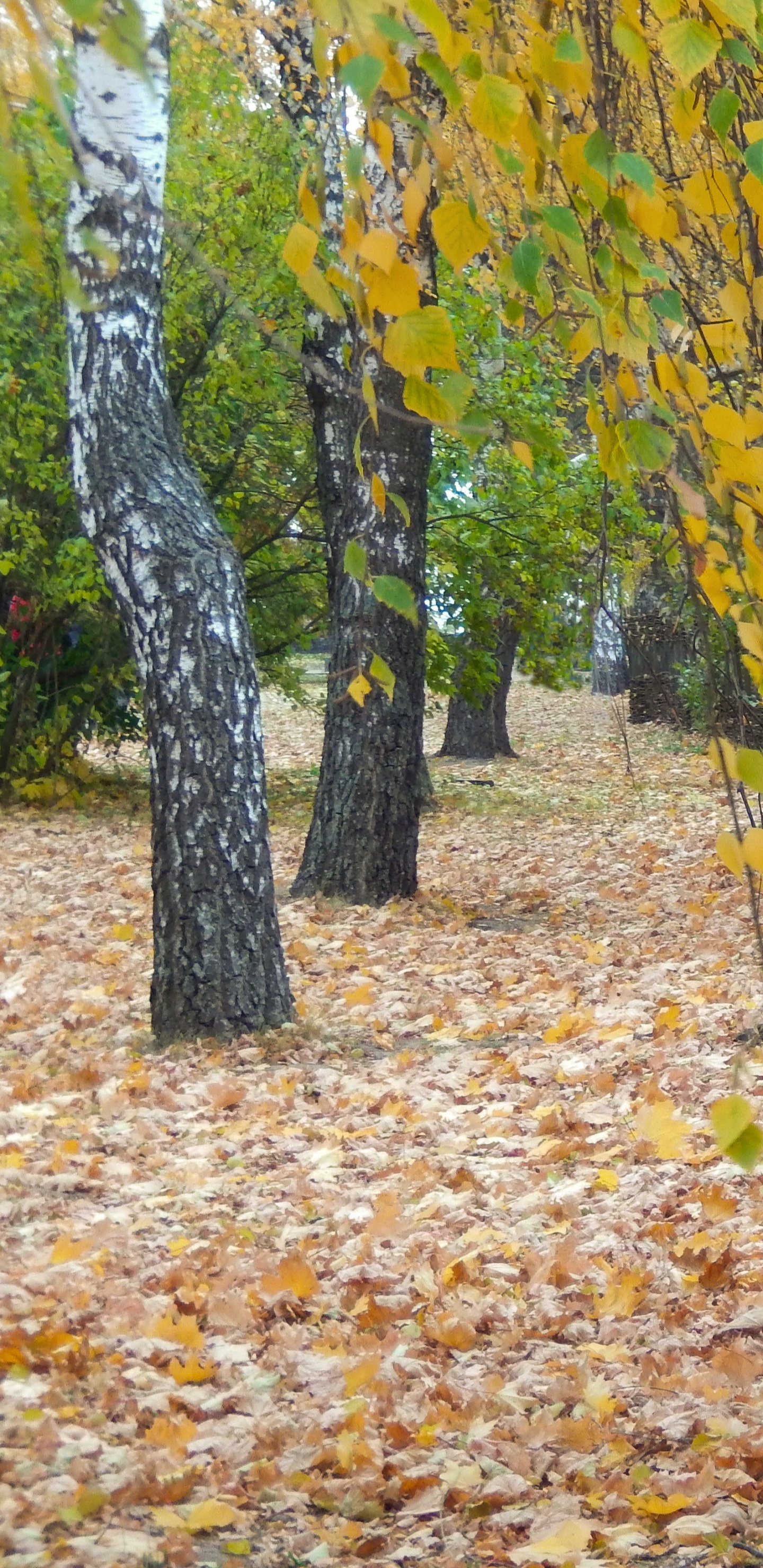 Hojas Amarillas y Marrones en el Suelo. Wallpaper in 1440x2960 Resolution