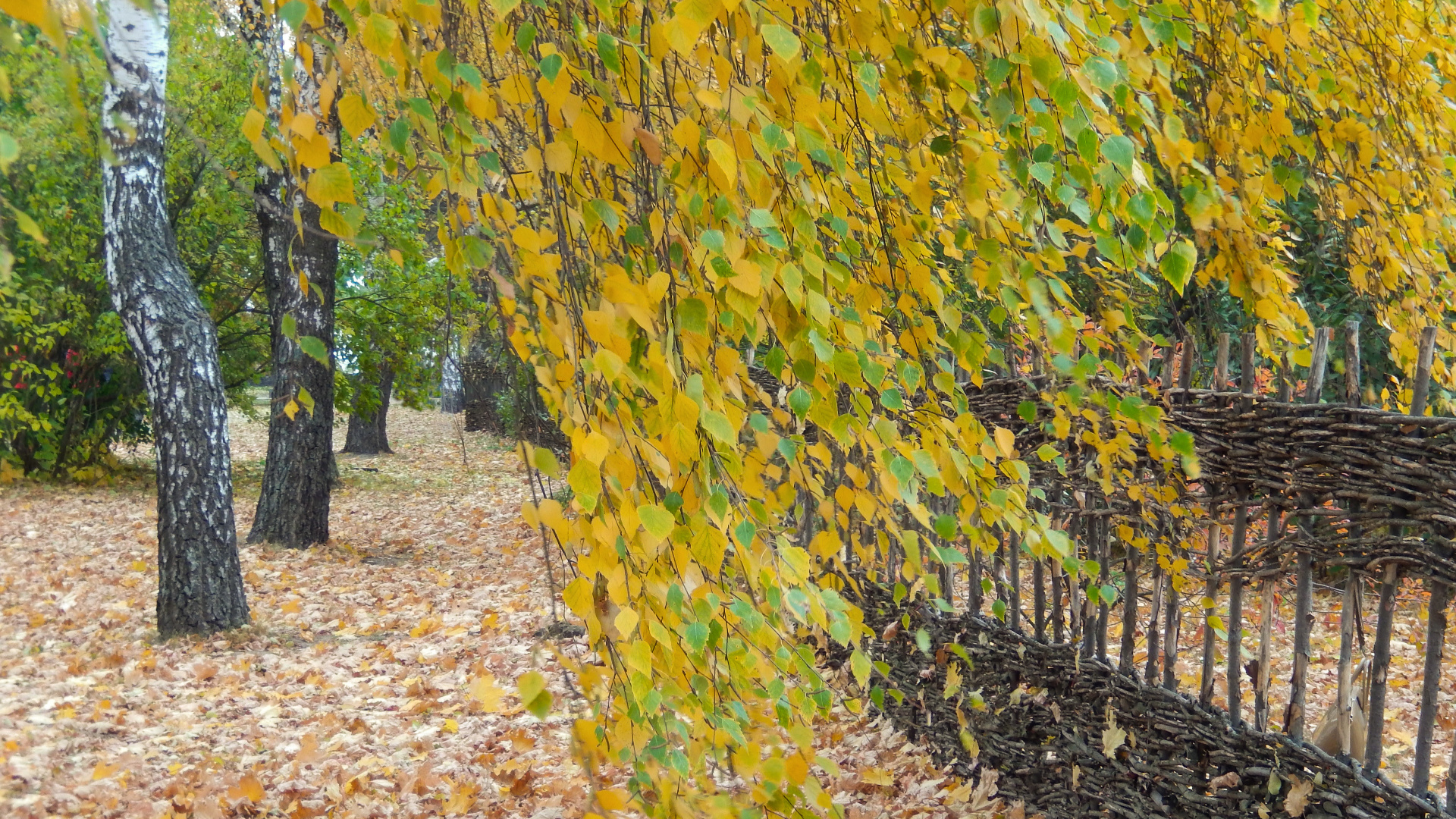 Feuilles Jaunes et Brunes au Sol. Wallpaper in 1920x1080 Resolution