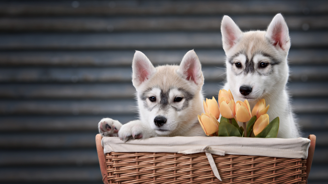 White Siberian Husky Puppy on Brown Woven Basket. Wallpaper in 1366x768 Resolution