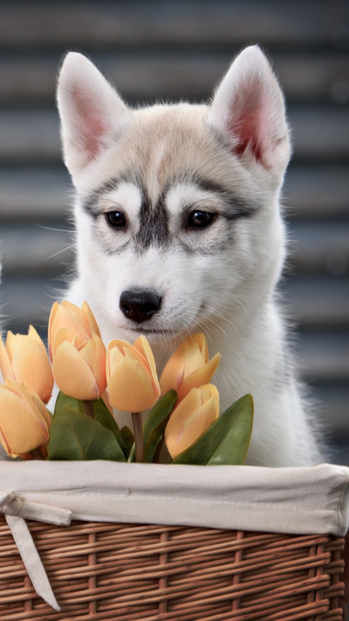 White Siberian Husky Puppy on Brown Woven Basket. Wallpaper in 720x1280 Resolution