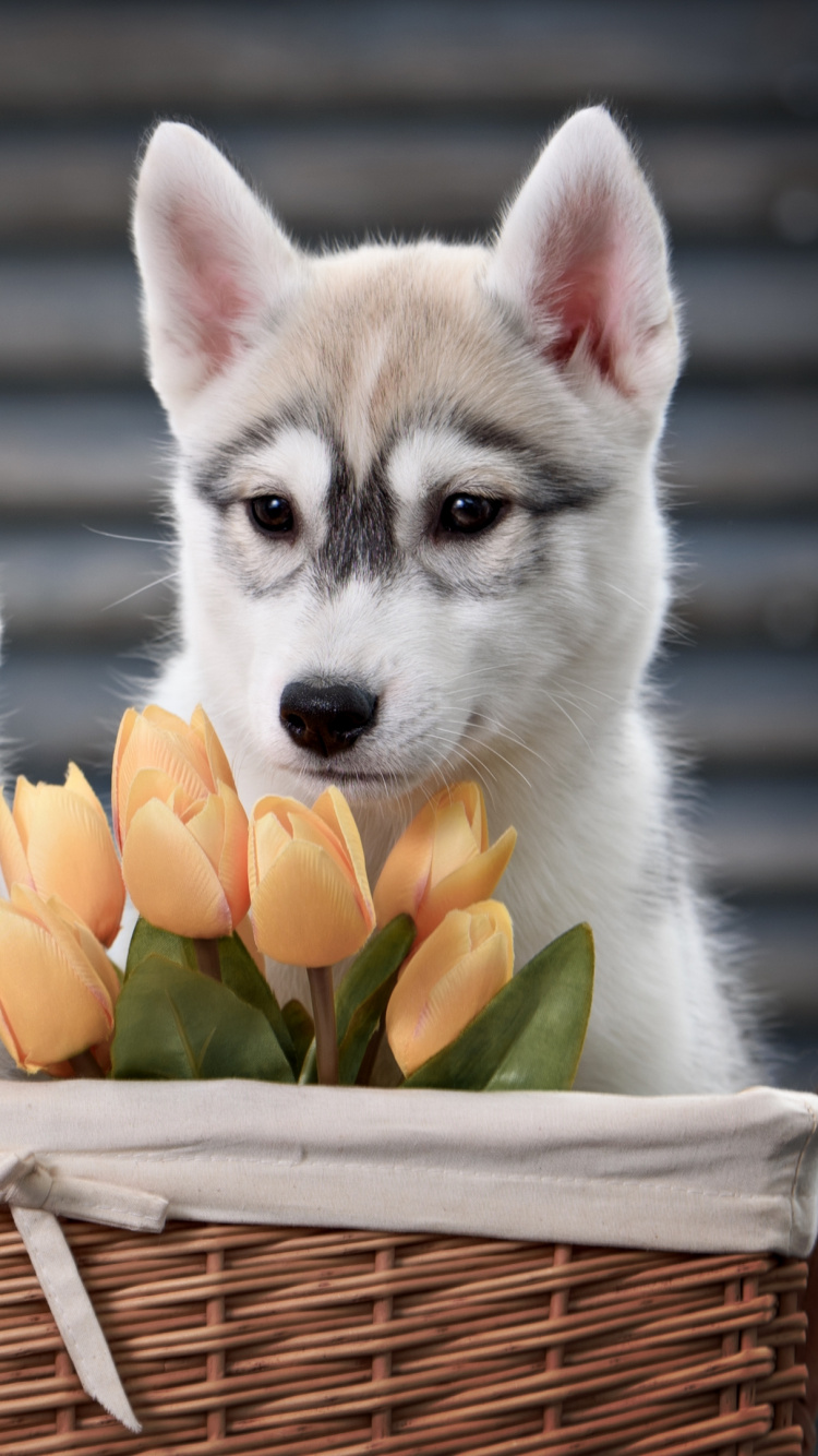 White Siberian Husky Puppy on Brown Woven Basket. Wallpaper in 750x1334 Resolution