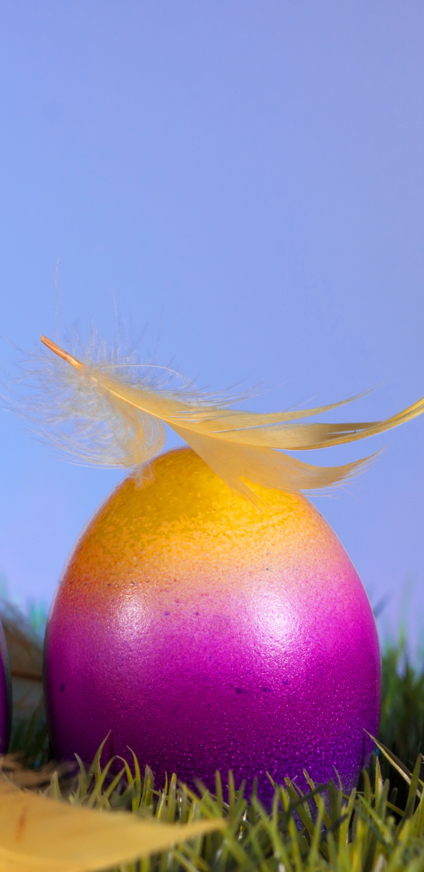 Easter, Easter Egg, Holiday, Egg. Wallpaper in 1440x2960 Resolution