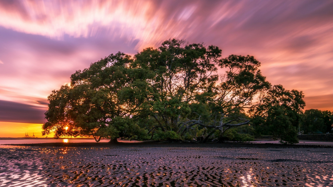 安卓, 智能手机, 气氛, 生态区, 余辉 壁纸 1280x720 允许