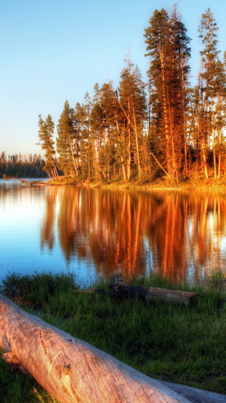 Tronc D'arbre Brun au Bord du Lac Pendant la Journée. Wallpaper in 750x1334 Resolution