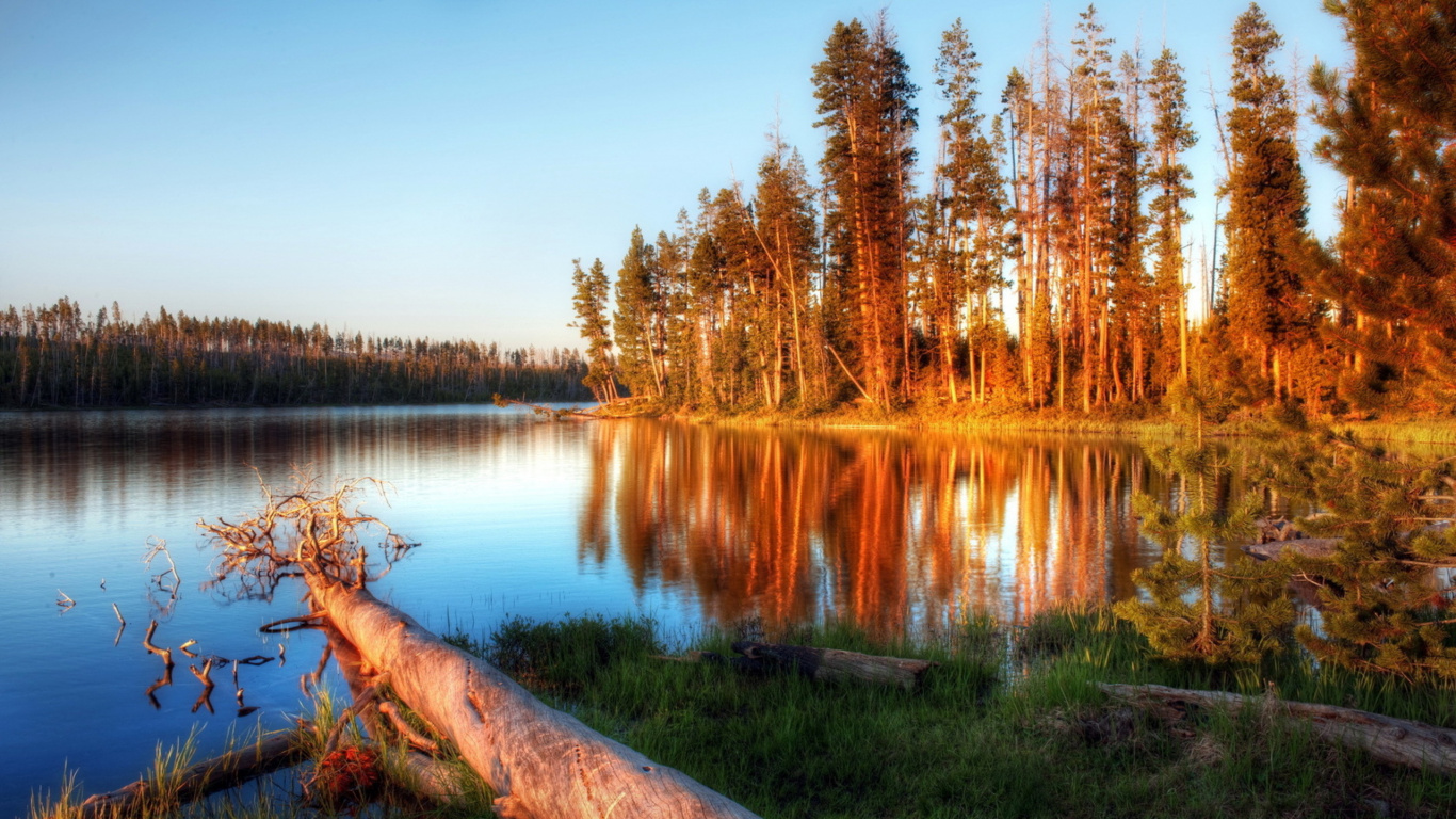 Brown Tree Trunk on Lake Side During Daytime. Wallpaper in 1366x768 Resolution