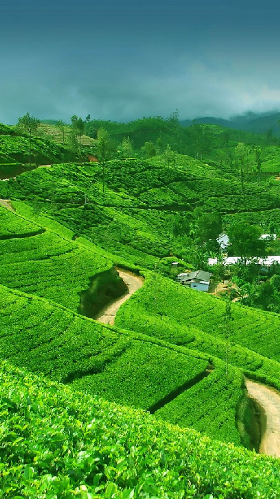 Tagsüber Grüne Wiese Unter Blauem Himmel. Wallpaper in 1080x1920 Resolution