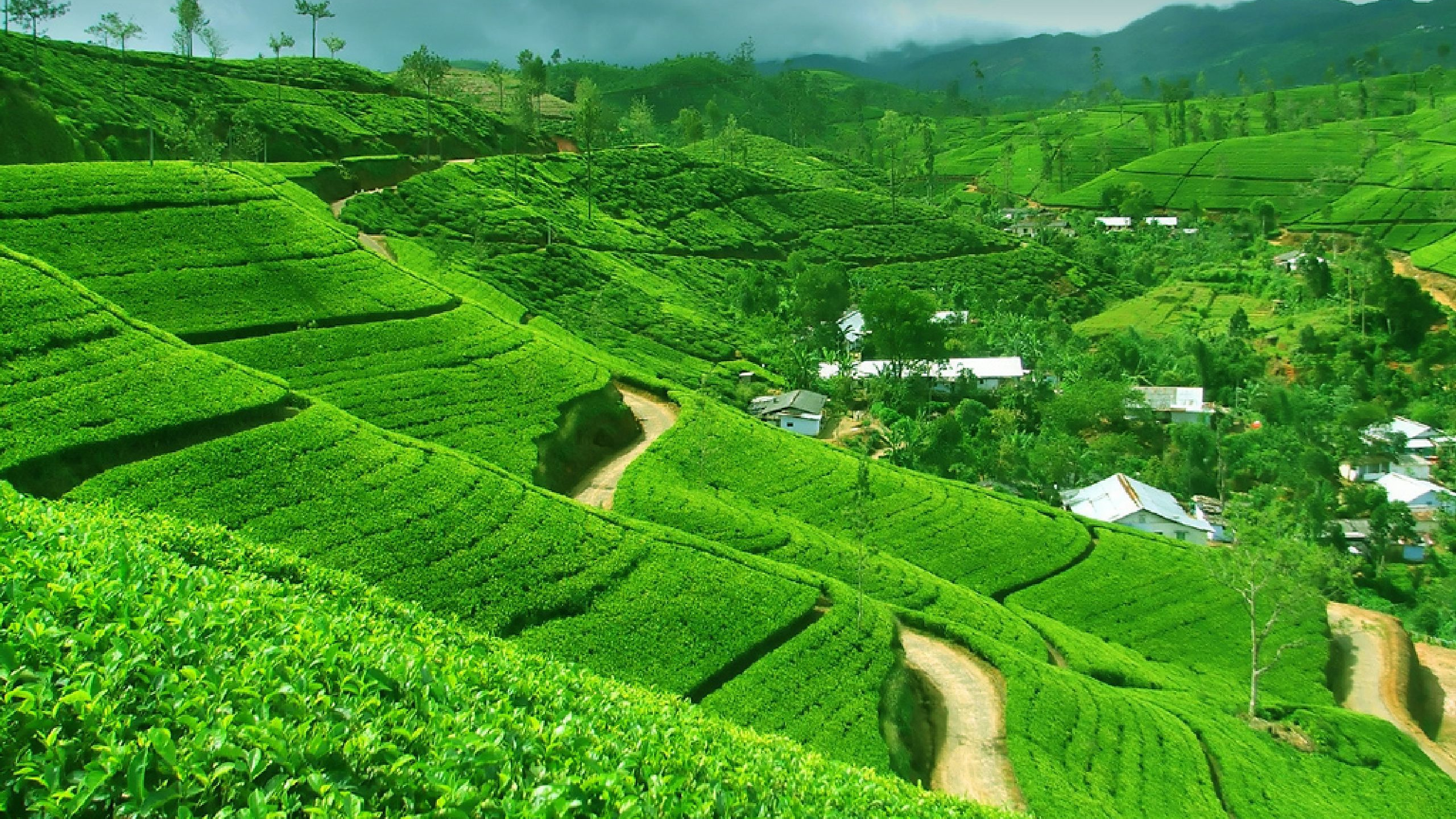 Tagsüber Grüne Wiese Unter Blauem Himmel. Wallpaper in 2560x1440 Resolution